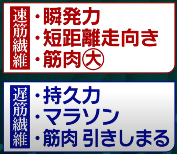 速筋繊維と遅筋繊維